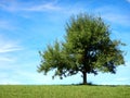 Big Apple tree on the meadow, at september Royalty Free Stock Photo