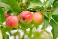 Big apple on trees in a vegetable fruit garden. Autumn seasonal harvest. red ripe apples on a branch in orchard. Water drops wet