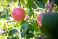 Big apples growing on the apple trees Royalty Free Stock Photo