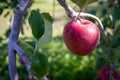 Big apples growing on the apple trees Royalty Free Stock Photo