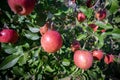 Big apples growing on the apple trees Royalty Free Stock Photo