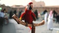 Big ara parrot close up in exotic bird market Royalty Free Stock Photo