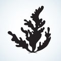 Seaweed. Vector drawing Royalty Free Stock Photo