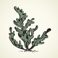 Seaweed. Vector drawing Royalty Free Stock Photo