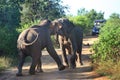 Big Asian aggressive elephants in Udawalawe National Park, Sri Lanka Royalty Free Stock Photo