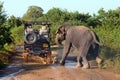 Big Asian aggressive elephants in Udawalawe National Park, Sri Lanka Royalty Free Stock Photo