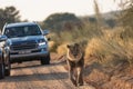 Big Asiatic lion walking on an unpaved road with cars driving behind it Royalty Free Stock Photo