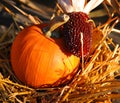 Big assortment of decorative pumpkins and corns Royalty Free Stock Photo