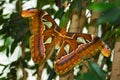 Big Atlas moth or Attacus atlas Royalty Free Stock Photo