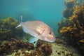 Snapper fish turning Royalty Free Stock Photo