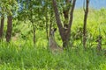 Big Australian Kangaroo In The Bush