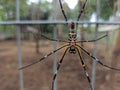 Big australian spider on a spider net