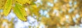 Big autumn banner leaves decorate a beautiful nature bokeh background