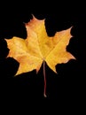 Big autumn maple tree leaf isolated on black background Royalty Free Stock Photo