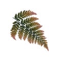 Big autumn fern green and orange leaf Royalty Free Stock Photo