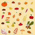 Big autumn forest set of stickers. Collection of fallen leaves, mushrooms