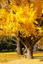 Big Autumn Ginkgo tree in a city park Royalty Free Stock Photo