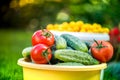 Big autumn harvest. Shot of bucket of freshly picked ripe red tomatoes, cucumbers and small yellow plums Royalty Free Stock Photo