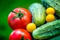 Big autumn harvest. Shot of bucket of freshly picked ripe red tomatoes, cucumbers and small yellow plums