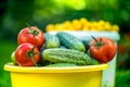 Big autumn harvest. Shot of bucket of freshly picked ripe red tomatoes, cucumbers and small yellow plums Royalty Free Stock Photo