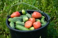 A big autumn harvest. Shot from buckets of freshly picked ripe red tomatoes and cucumbers in the garden in autumn. Royalty Free Stock Photo