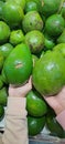 A big avocado as big a palm hand Royalty Free Stock Photo