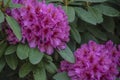 Big azalea or rhododendron in garden. Season of flowering azaleas rhododendron at botanical garden