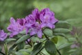 Big azalea or rhododendron in garden. Season of flowering azaleas rhododendron at botanical garden