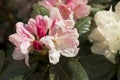 Azalea big flowers in the spring Royalty Free Stock Photo