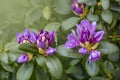 Big azalea or rhododendron in garden. Season of flowering azaleas rhododendron at botanical garden