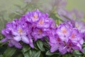 Big azalea or rhododendron in garden. Season of flowering azaleas rhododendron at botanical garden