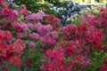 Time of azaleas bloom in the botanical garden