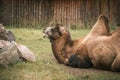 Big Bactrian camel with two humps on its back lying on the grass in a zoo Royalty Free Stock Photo