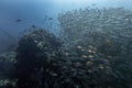 Big bait ball blue fin trevally fish schooling cyclone group around coral reef rock pinnacle in underwater dive site with deep sea