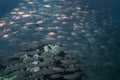 Big bait ball blue fin trevally fish schooling cyclone group around coral reef rock pinnacle in underwater dive site with deep sea