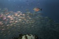 Big bait ball blue fin trevally fish schooling cyclone group around coral reef rock pinnacle in underwater dive site with deep sea