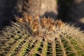 Big ball succulent cactus plant close up Royalty Free Stock Photo