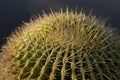 Big ball succulent cactus plant close up Royalty Free Stock Photo