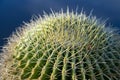 Big ball succulent cactus plant close up Royalty Free Stock Photo