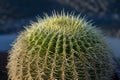 Big ball succulent cactus plant close up Royalty Free Stock Photo