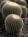 Big balls of cactus genus Echinocactus, are covered with sharp thorns Royalty Free Stock Photo