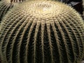 Big balls of cactus genus Echinocactus, are covered with sharp thorns Royalty Free Stock Photo