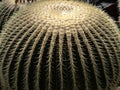 Big balls of cactus genus Echinocactus, are covered with sharp thorns