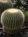 Big balls of cactus genus Echinocactus, are covered with sharp thorns Royalty Free Stock Photo