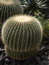 Big balls of cactus genus Echinocactus, are covered with sharp thorns