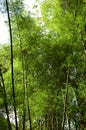 Big Bamboo Stalks!