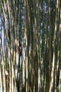 Big bamboo trees growing together Royalty Free Stock Photo