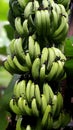 A big banana bunch is wetted by rain water in a tropical forest