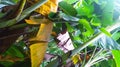 Big banana bush after heavy rain fall on previous night.shinnig brightly from the morning sunlight and having more green .