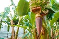 Big Banana flower on green branch. Young Banana blossom with leaves close up on palm tree in tropical garden. Banana Royalty Free Stock Photo